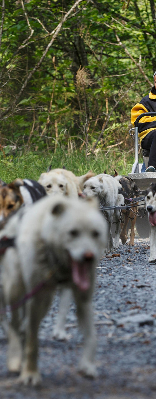 Group Enjoying Dog Sled Ride in Forest