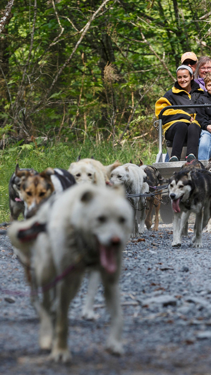 Sled Dogs of the Iditarod
