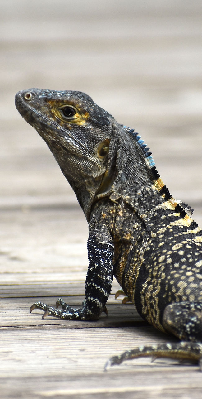 Lizard basking on wooden surface outdoors