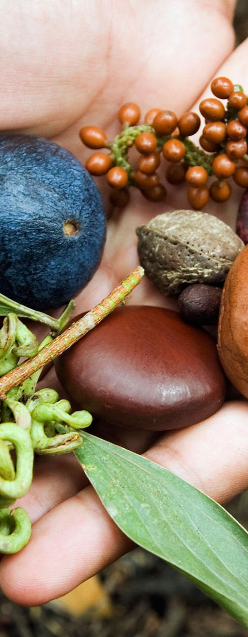 Hands holding diverse forest seeds and fruits