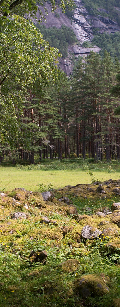 Scenic forest clearing with rocky mound