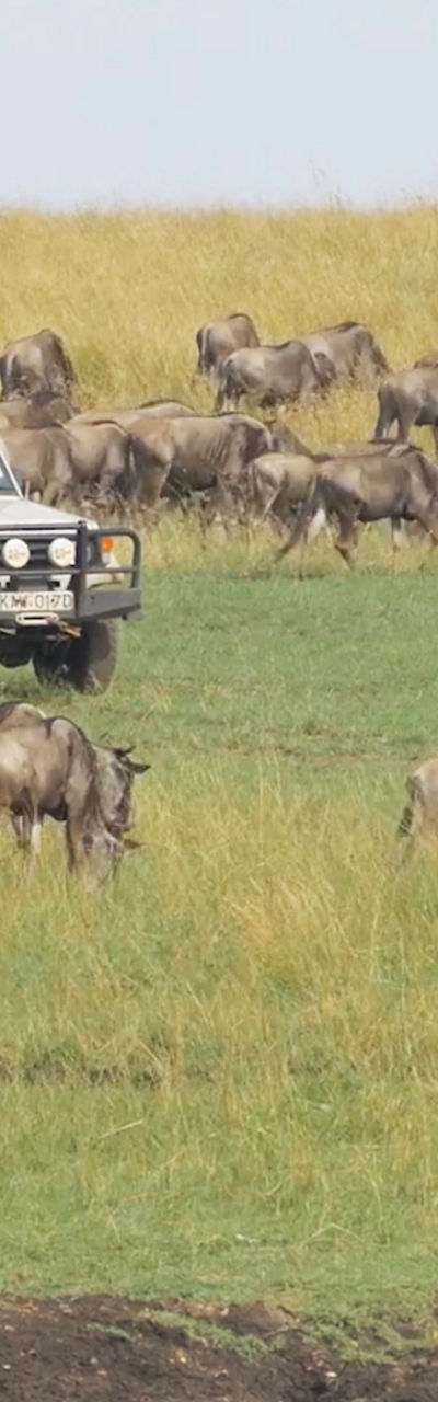 Safari vehicle amidst wildebeest migration
