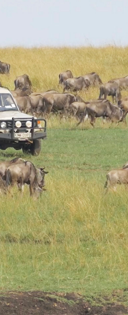 Safari vehicle amidst wildebeest migration