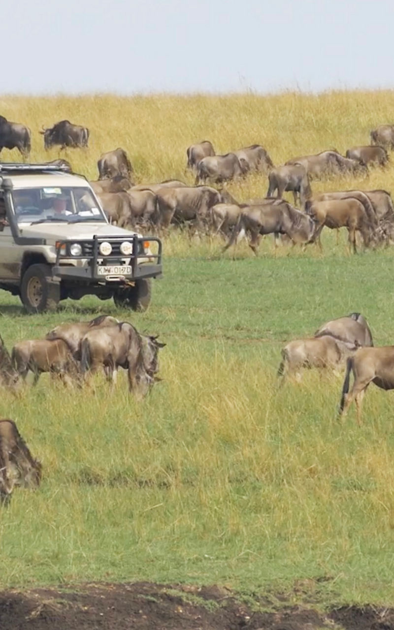 Safari vehicle amidst wildebeest migration