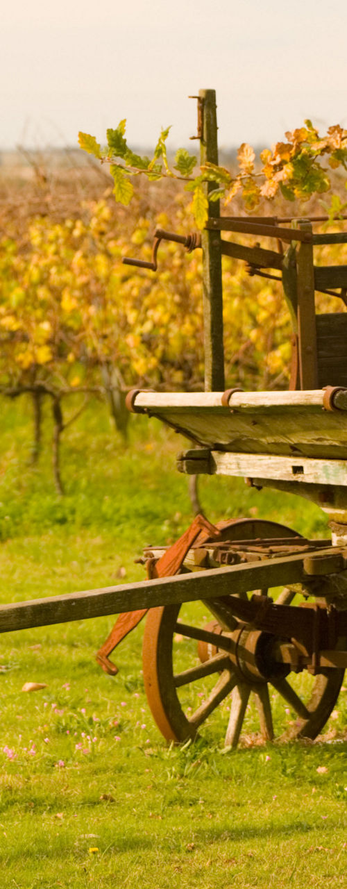 Vintage wooden cart in vineyard setting