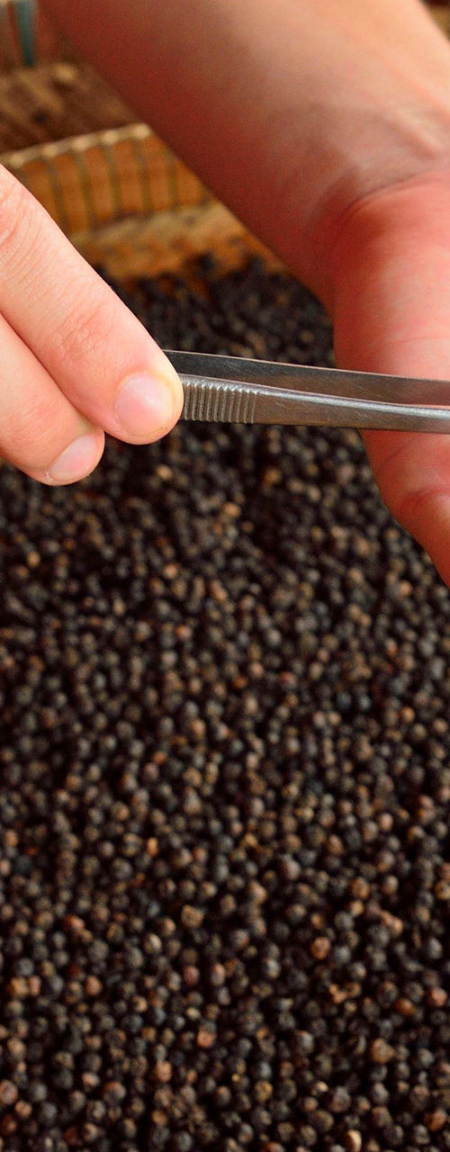 Hand sorting black peppercorns with tweezers