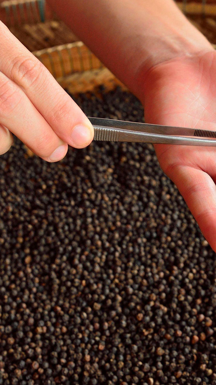 Kampot Pepper Farm & Water Blessing