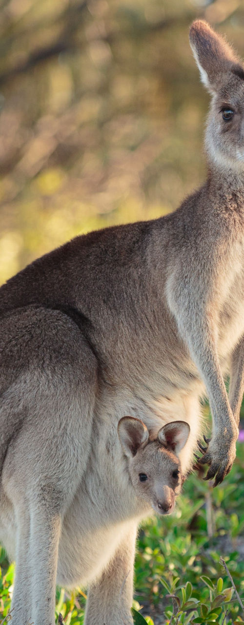 Kangaroo with joey in natural habitat
