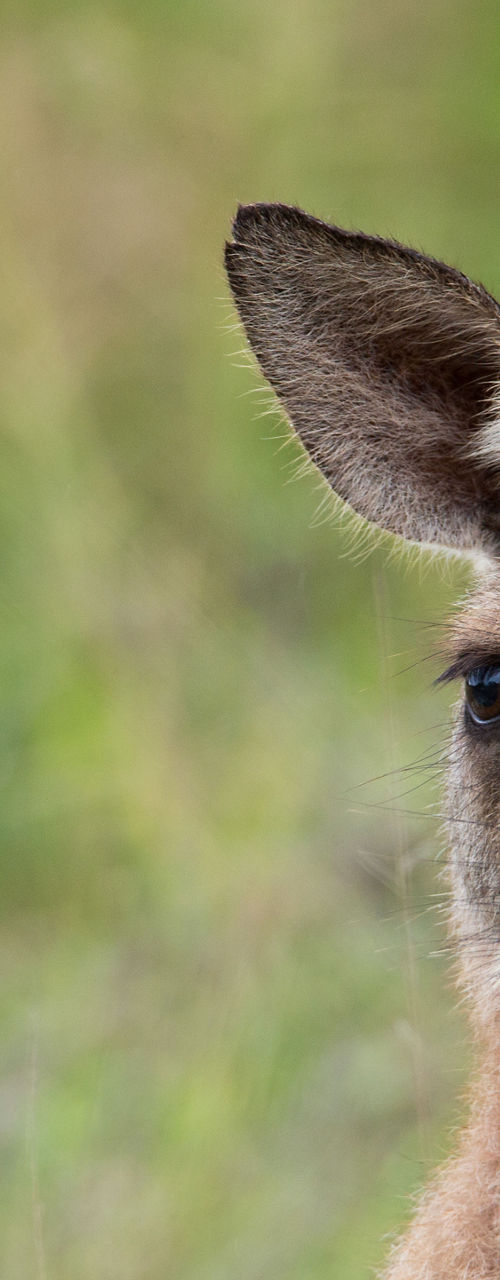 Kangaroo chewing grass in natural habitat