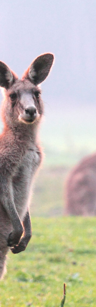 Kangaroo in misty grassland setting