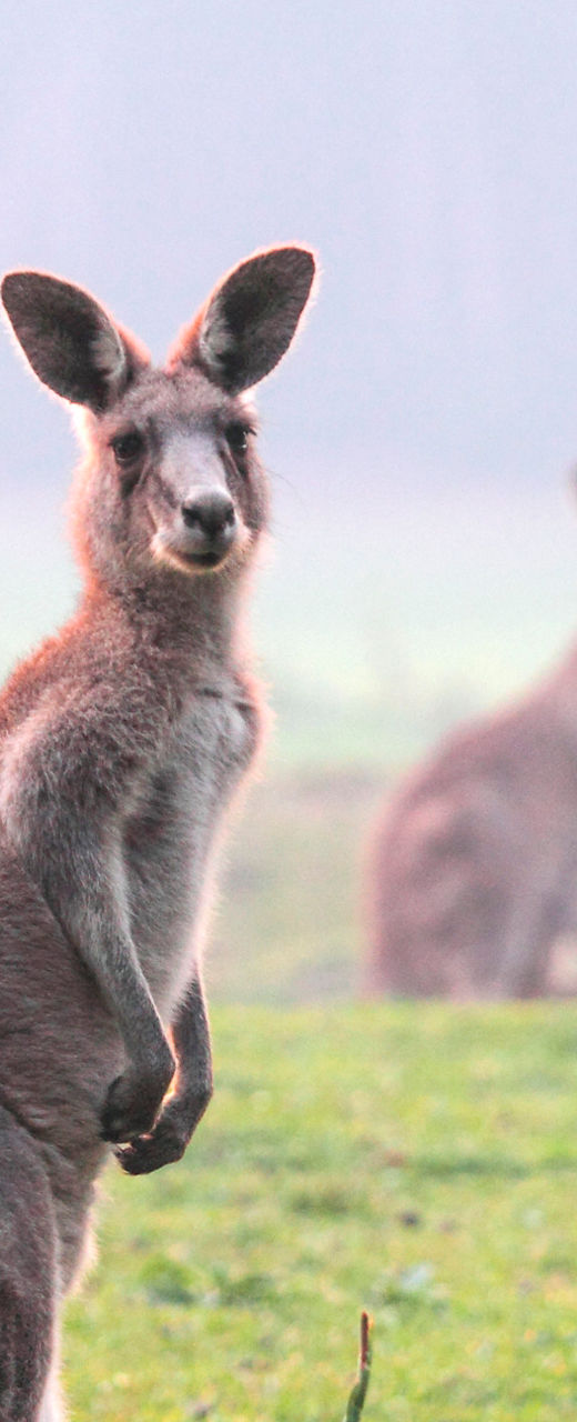 Kangaroo in misty grassland setting