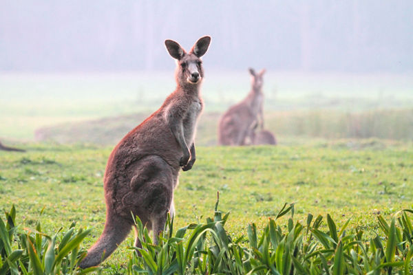 Kangaroo in misty grassland setting