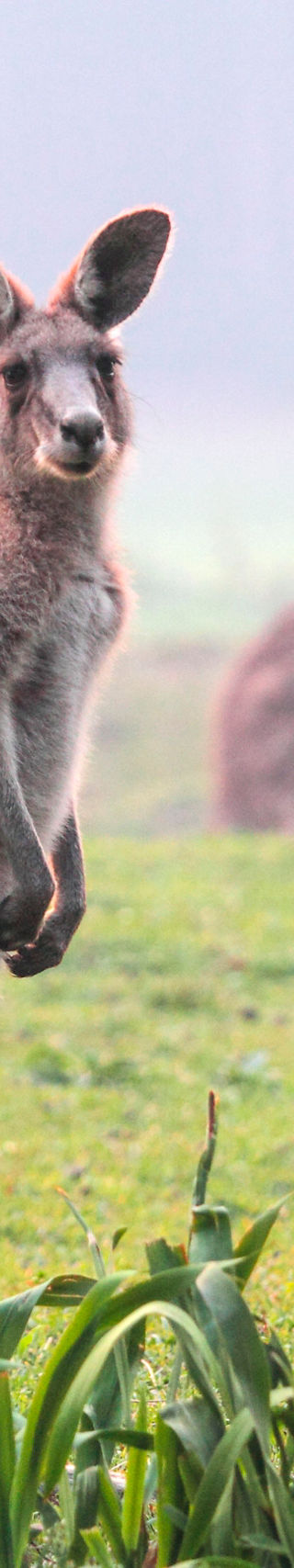 Kangaroo in misty grassland setting
