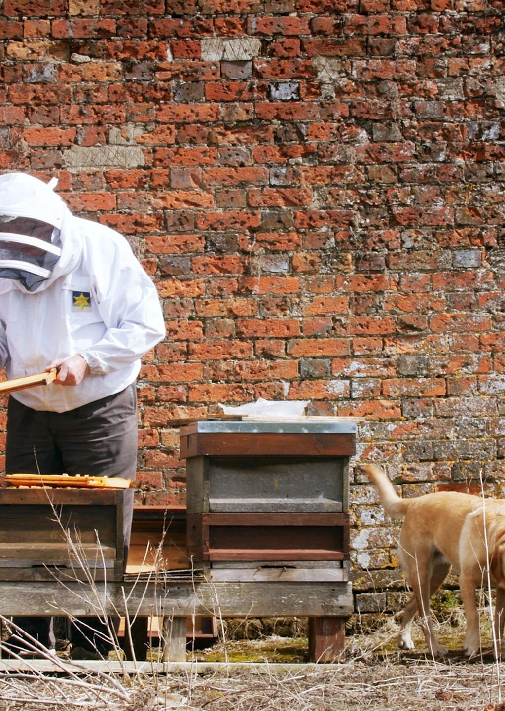 Beekeeping activity with honeycombs outdoors