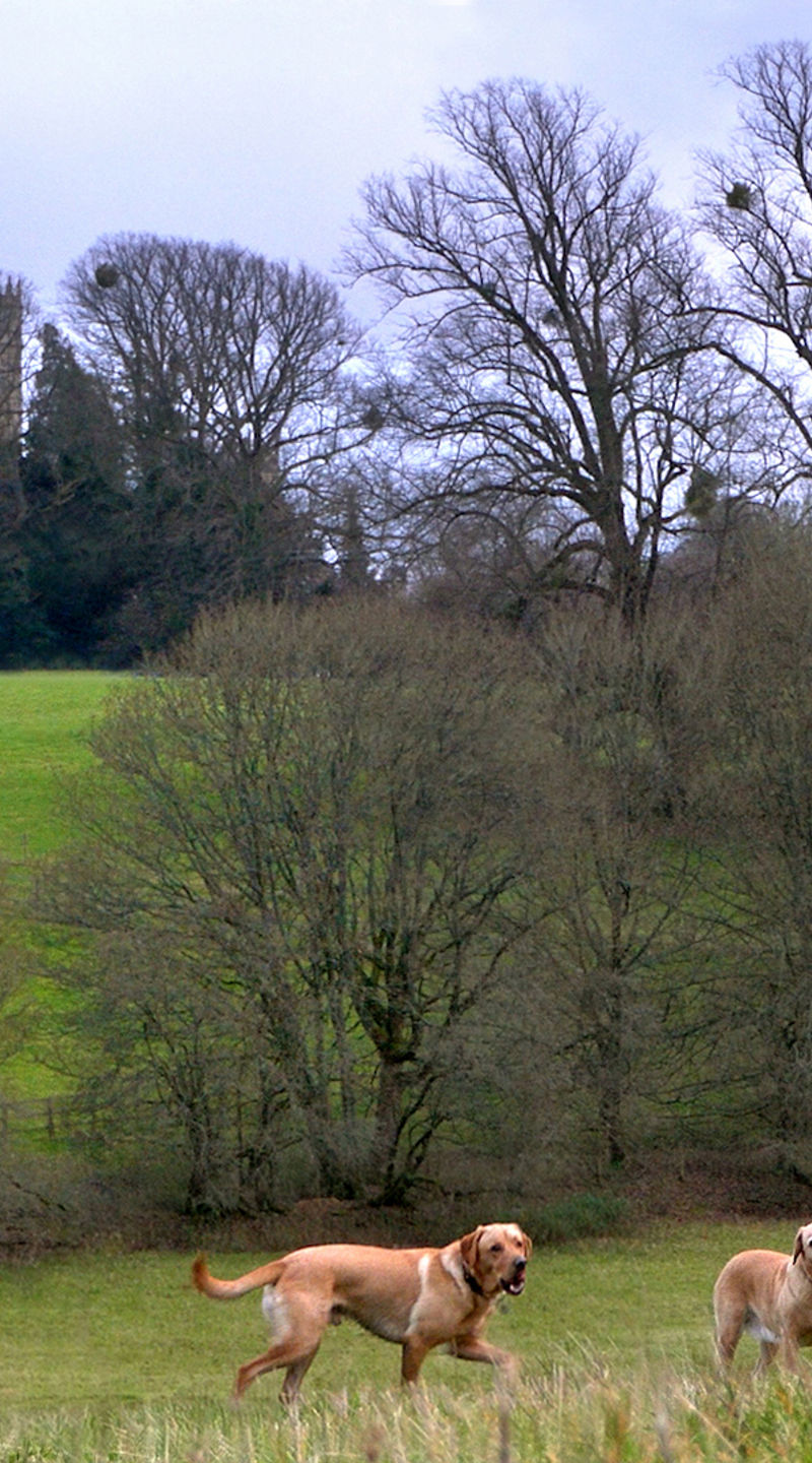 Women walking dogs near countryside castle