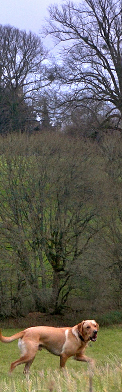 Women walking dogs near countryside castle