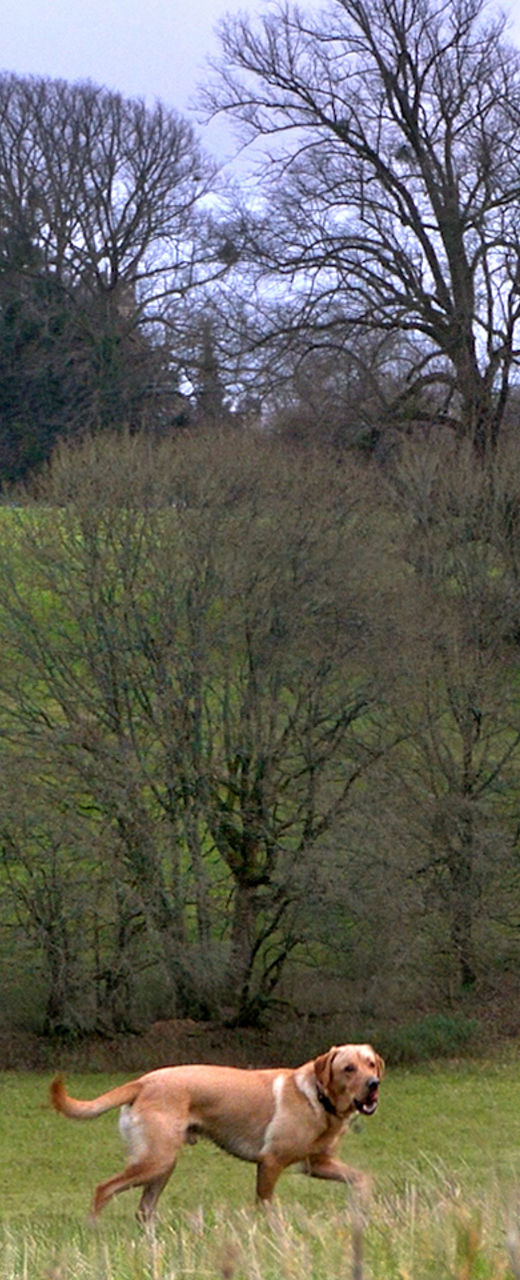 Women walking dogs near countryside castle