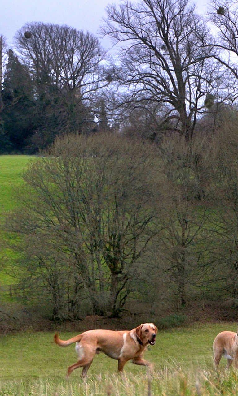 Women walking dogs near countryside castle