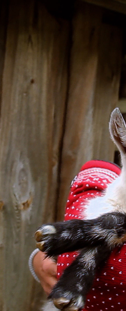 Woman holding baby goat near wooden cabin