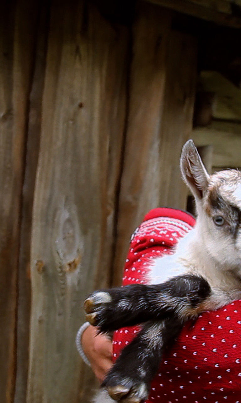 Woman holding baby goat near wooden cabin