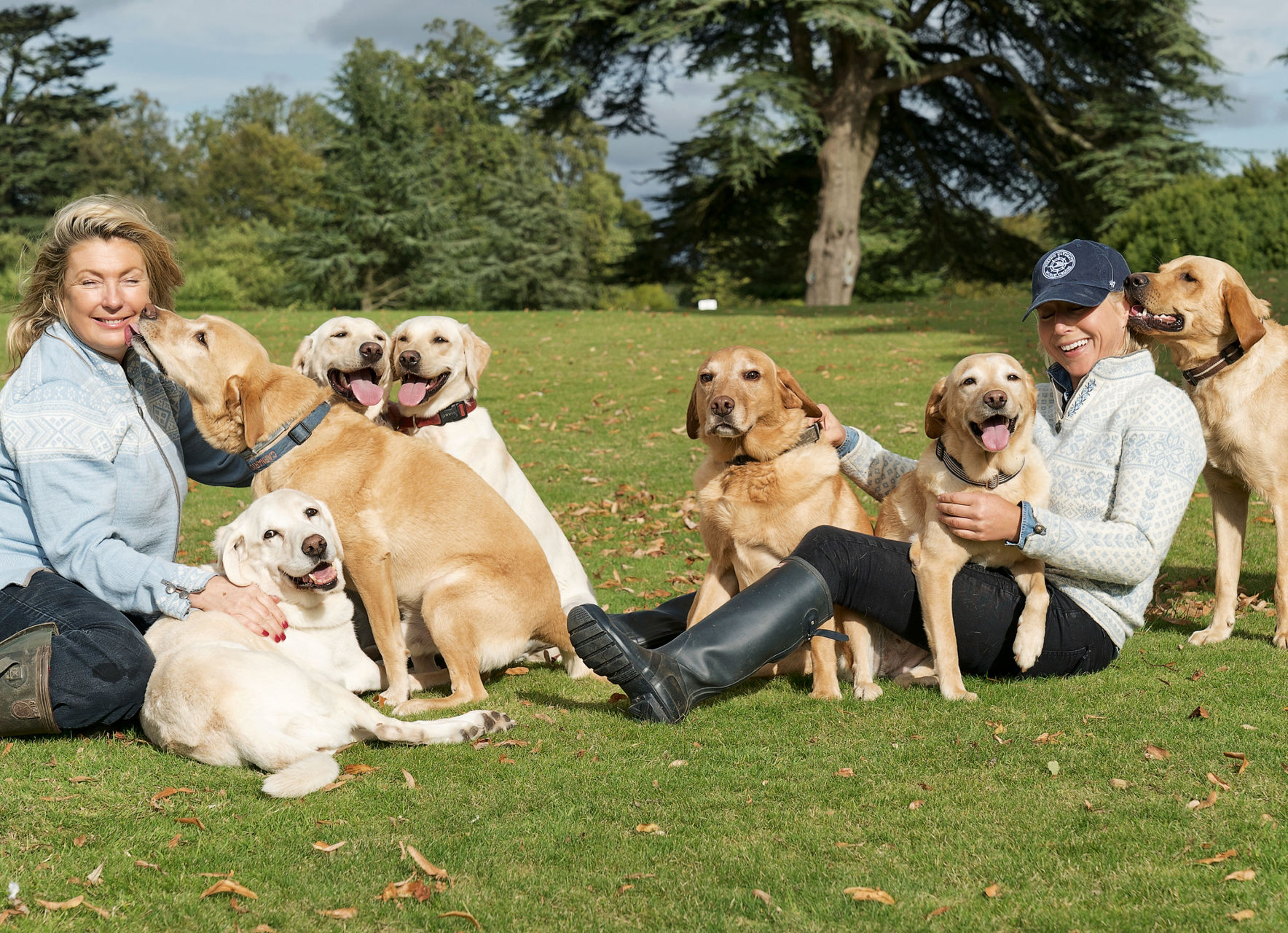 Group of Labradors in a scenic park