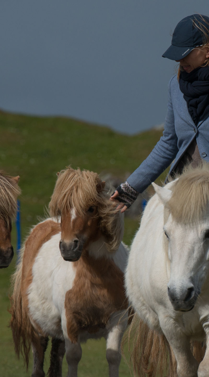 Person leading ponies in rural setting