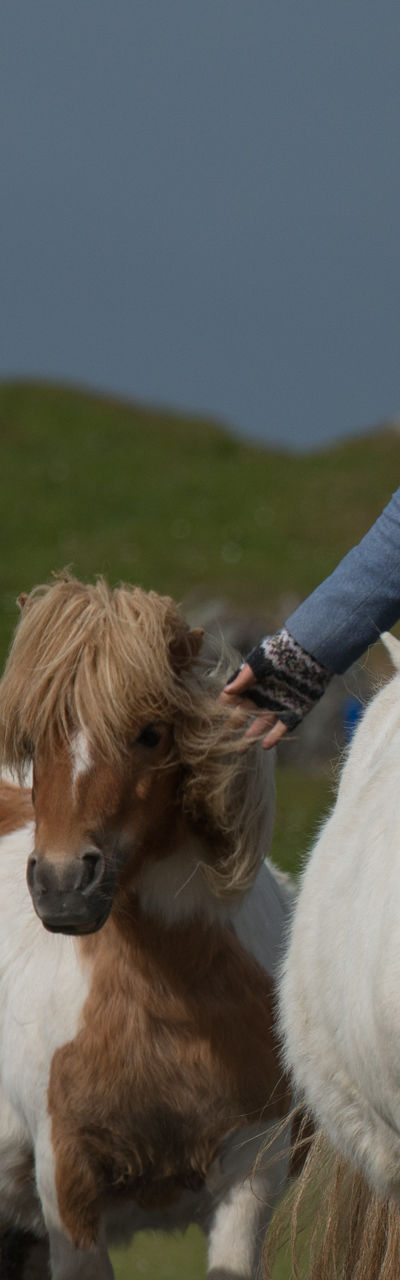 Person leading ponies in rural setting