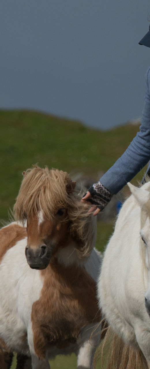 Person leading ponies in rural setting