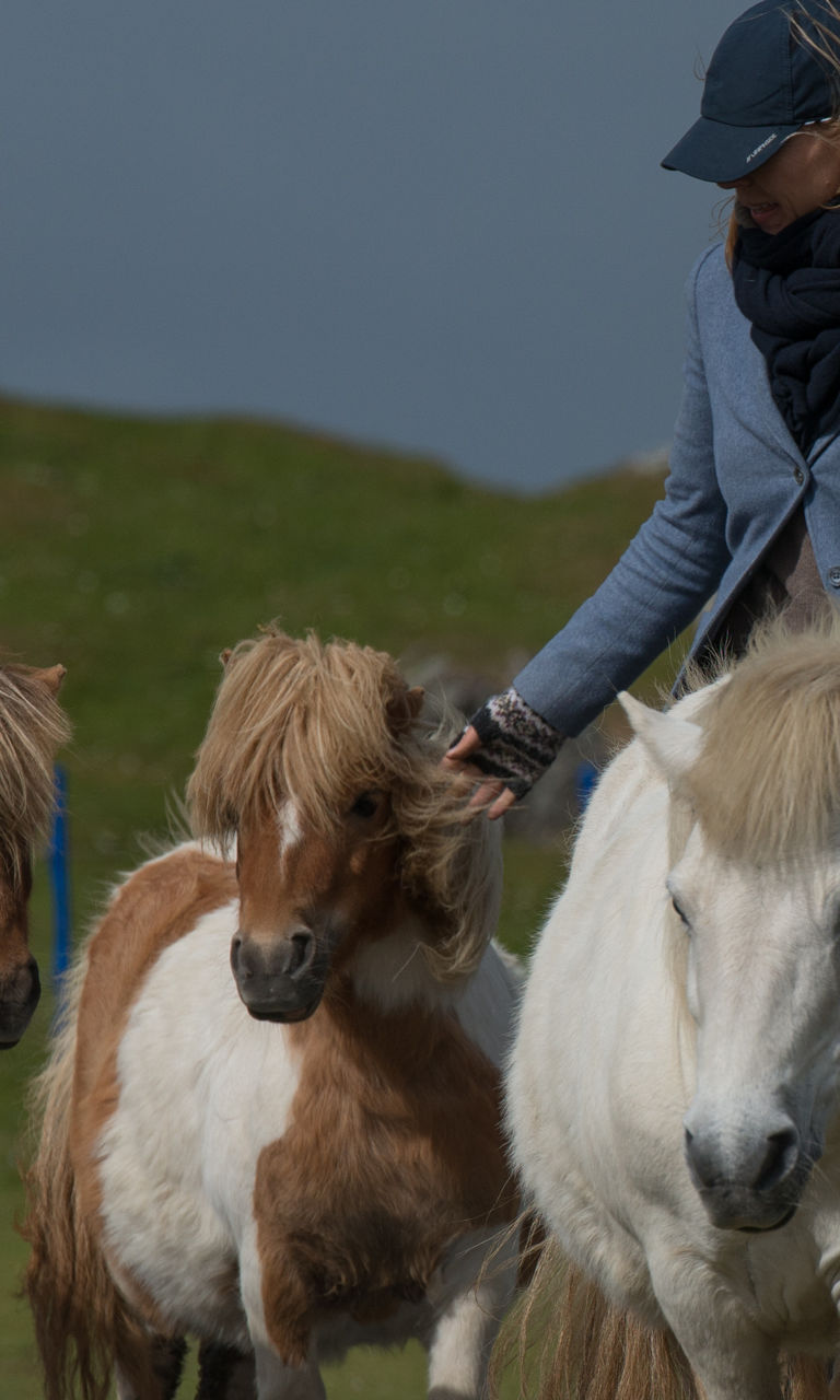 Person leading ponies in rural setting