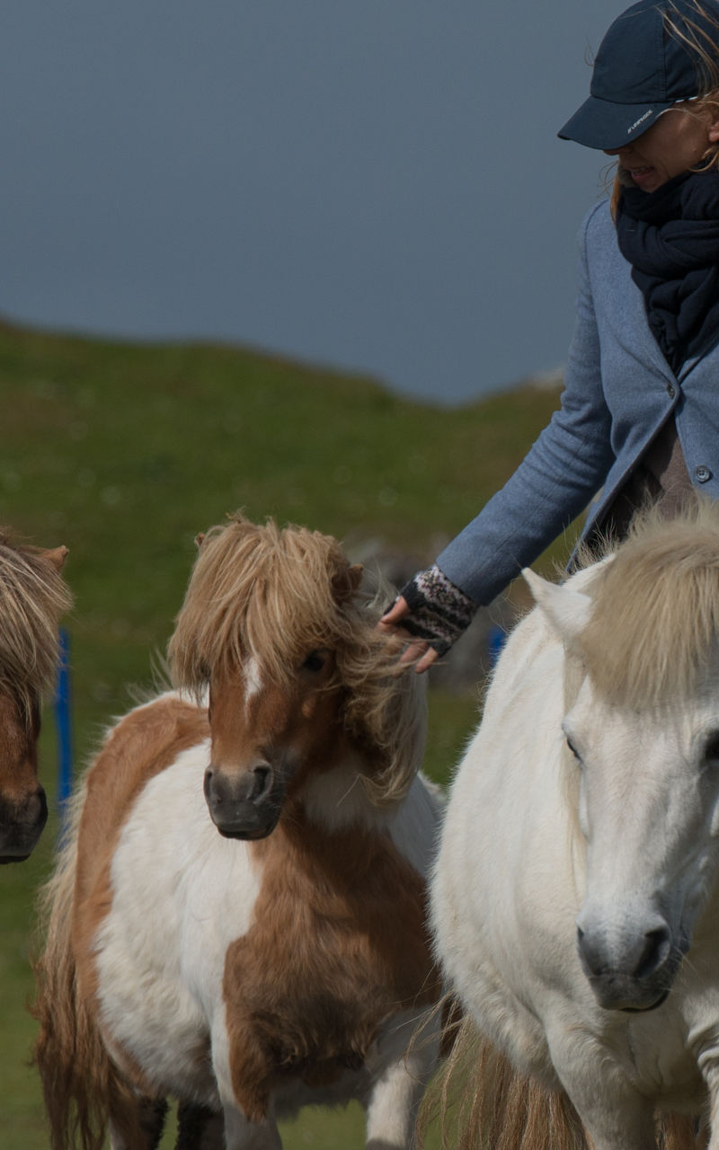 Person leading ponies in rural setting