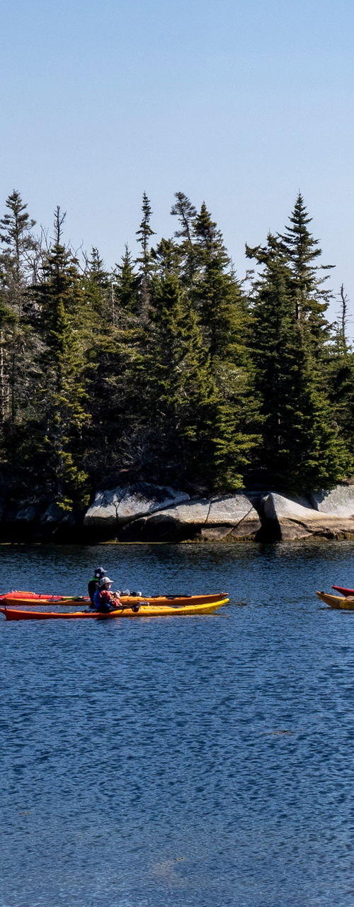 Group kayaking on calm coastal waters
