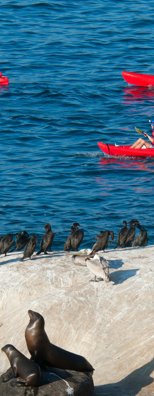 Red kayaks near rocky shore with sea lions