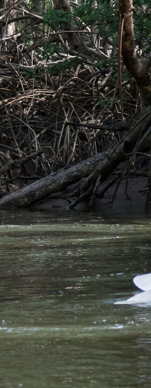 Group kayaking through mangrove forest