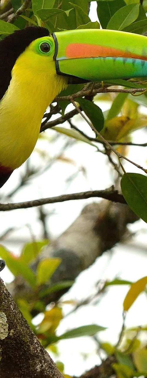 Colorful toucan perched on tree branch