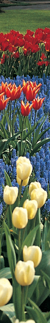 Vibrant tulip garden in springtime park
