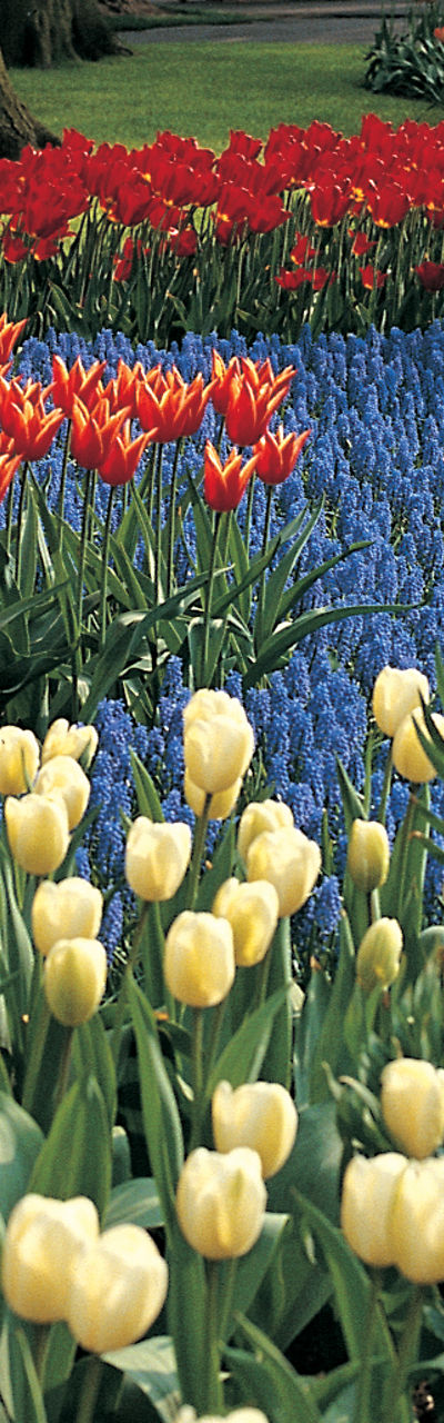 Vibrant tulip garden in springtime park