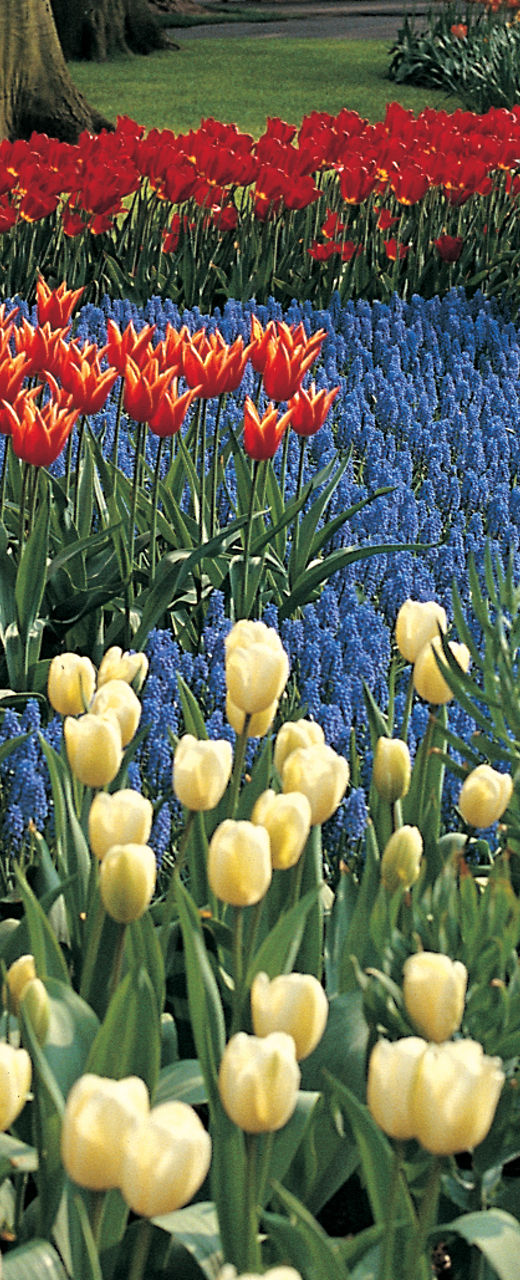 Vibrant tulip garden in springtime park