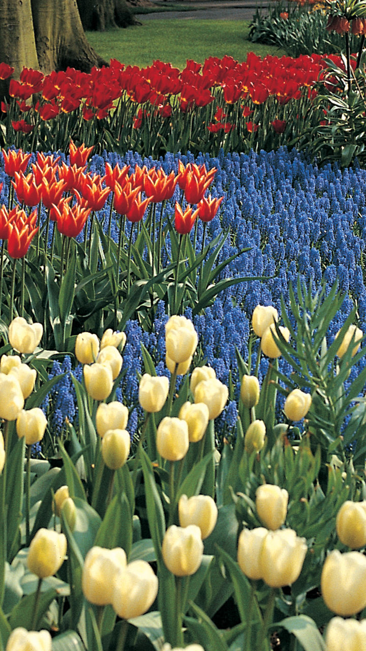 Vibrant tulip garden in springtime park