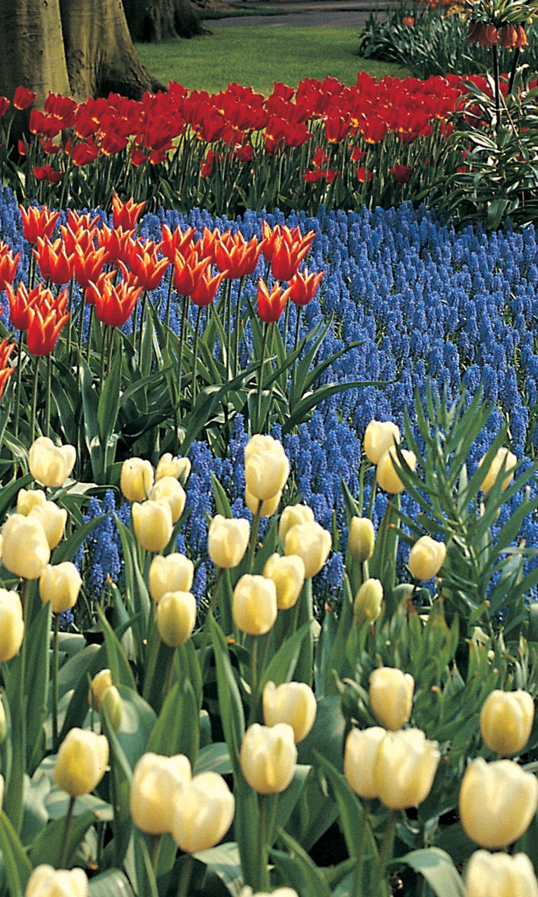 Vibrant tulip garden in springtime park