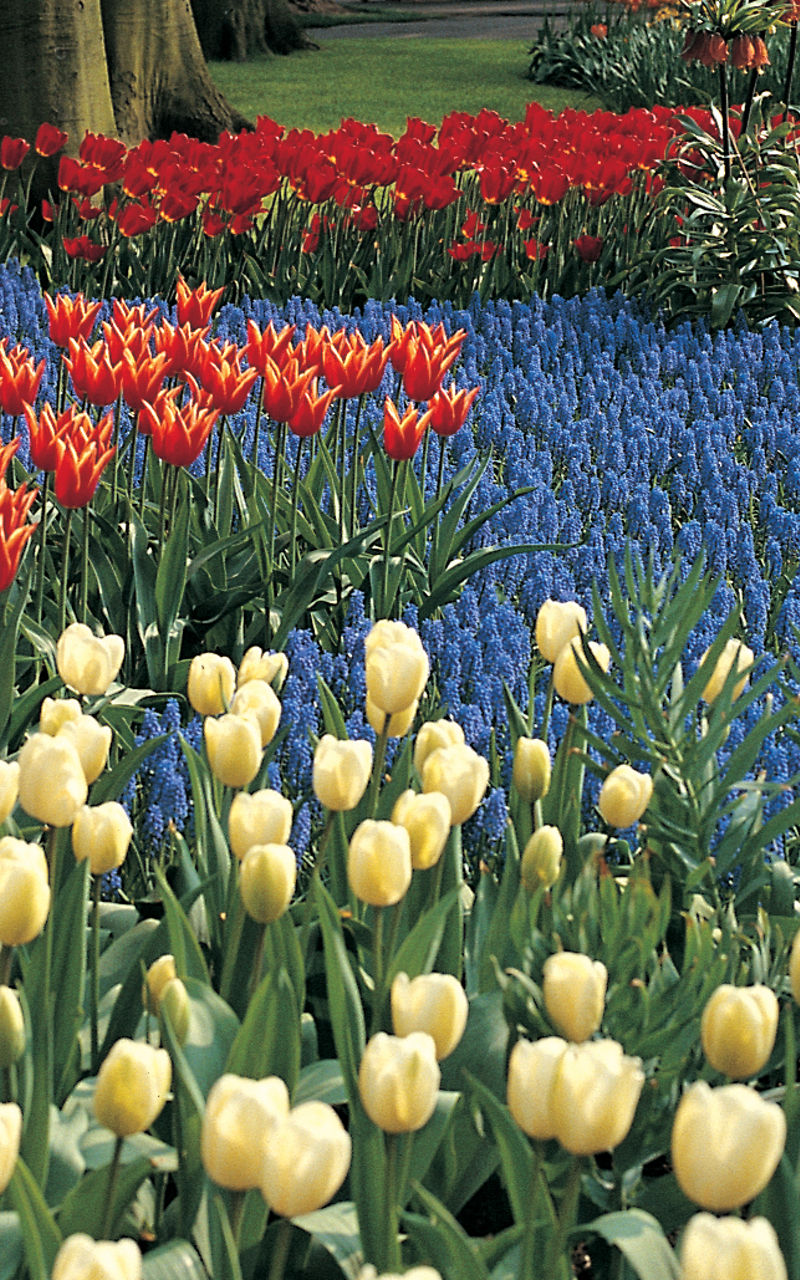 Vibrant tulip garden in springtime park