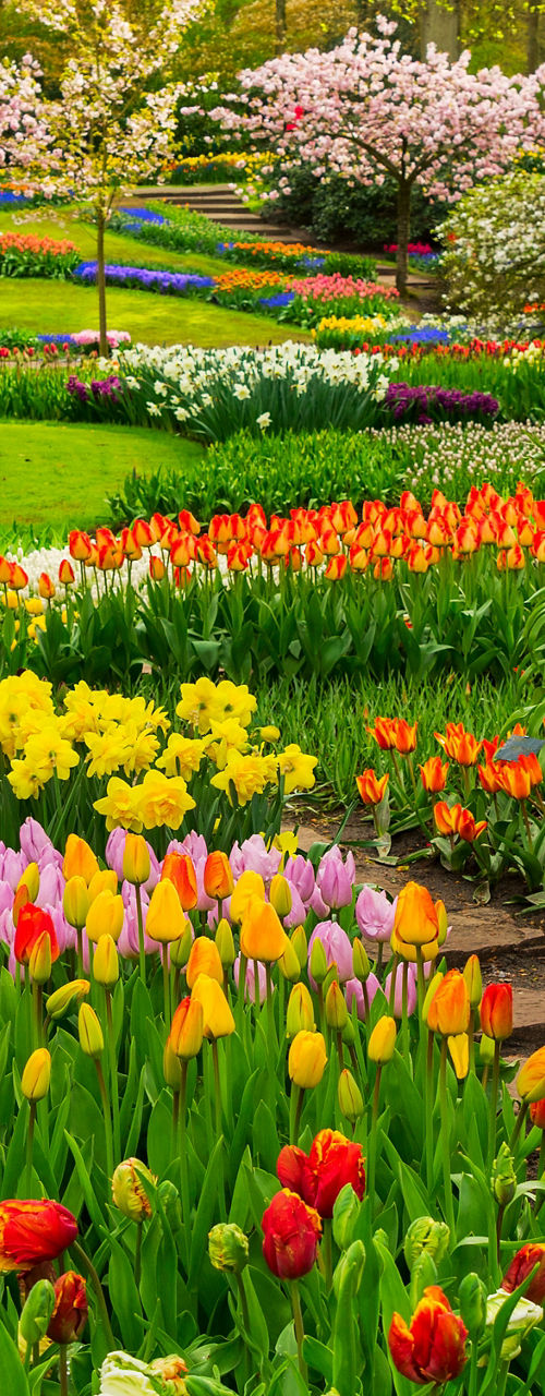 Vibrant Spring Garden with Tulips