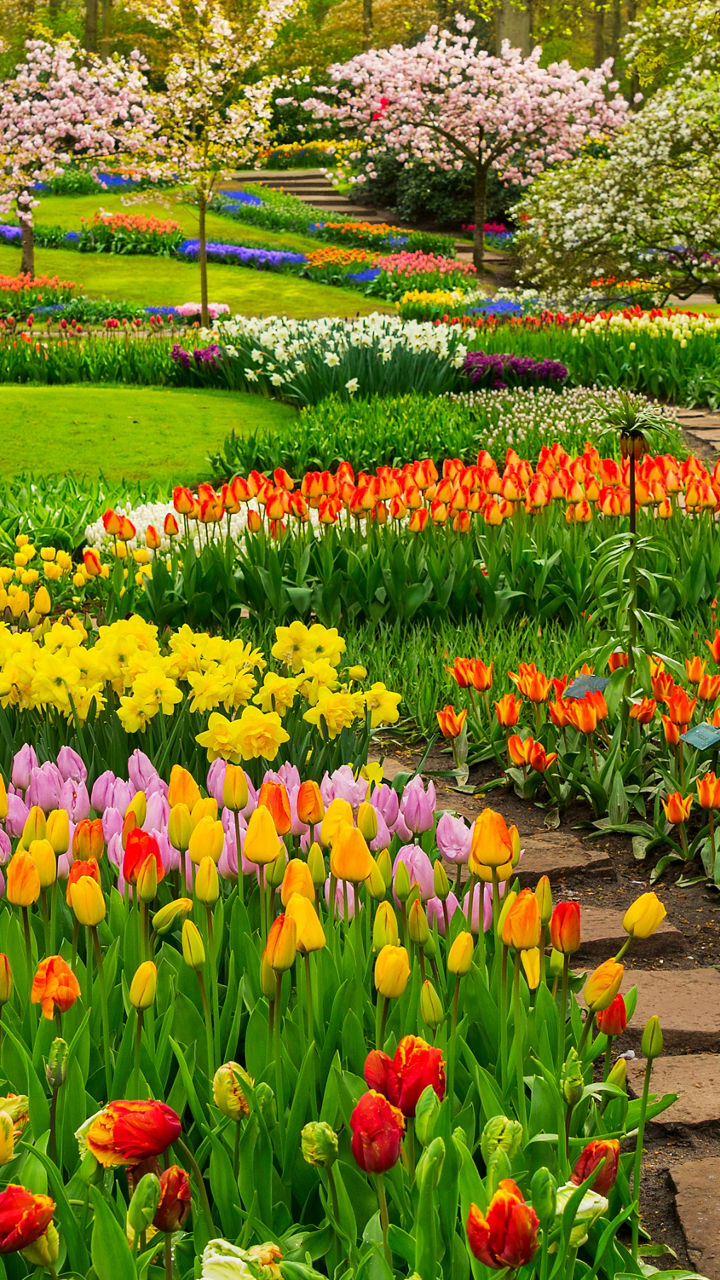 Vibrant Spring Garden with Tulips