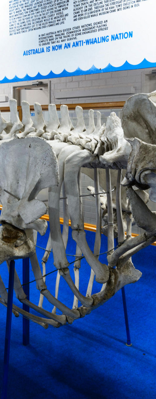 Whale skeleton exhibit in museum gallery