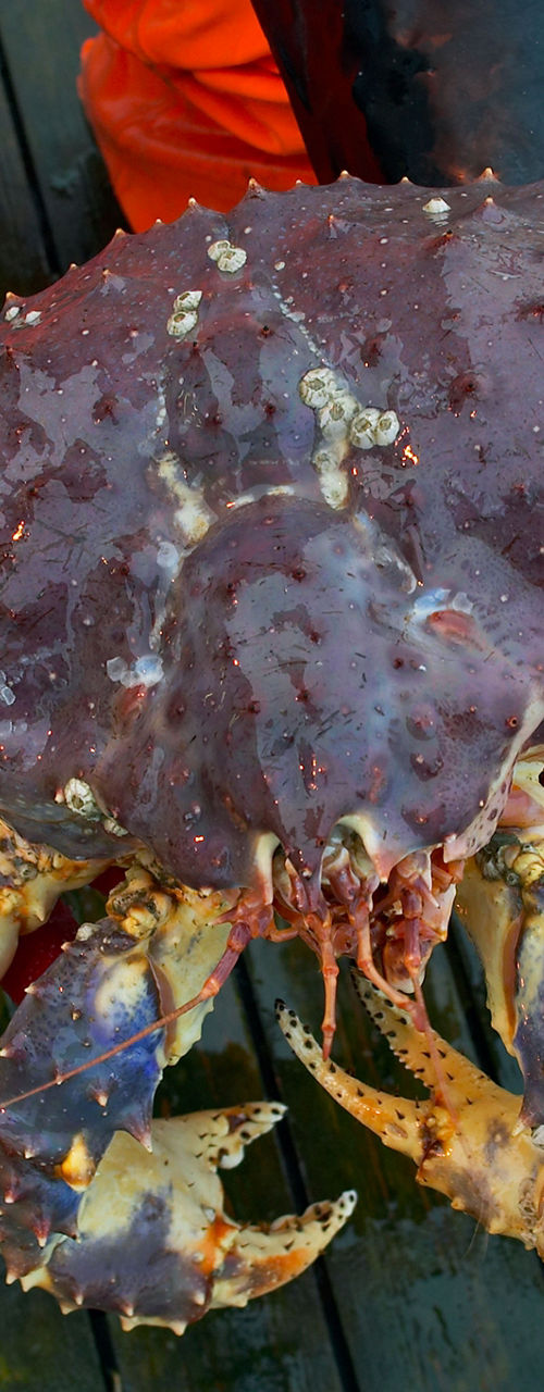 Person holding large king crab outdoors