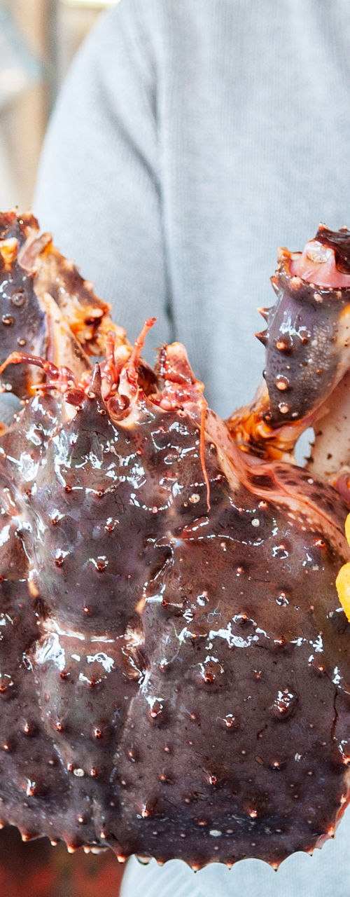 Person holding large king crab with gloves