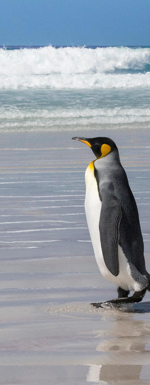 Three King Penguins on Sandy Beach