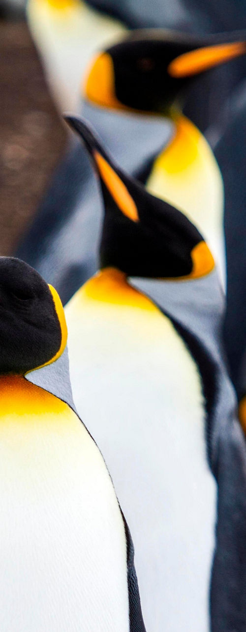 Group of king penguins in natural habitat