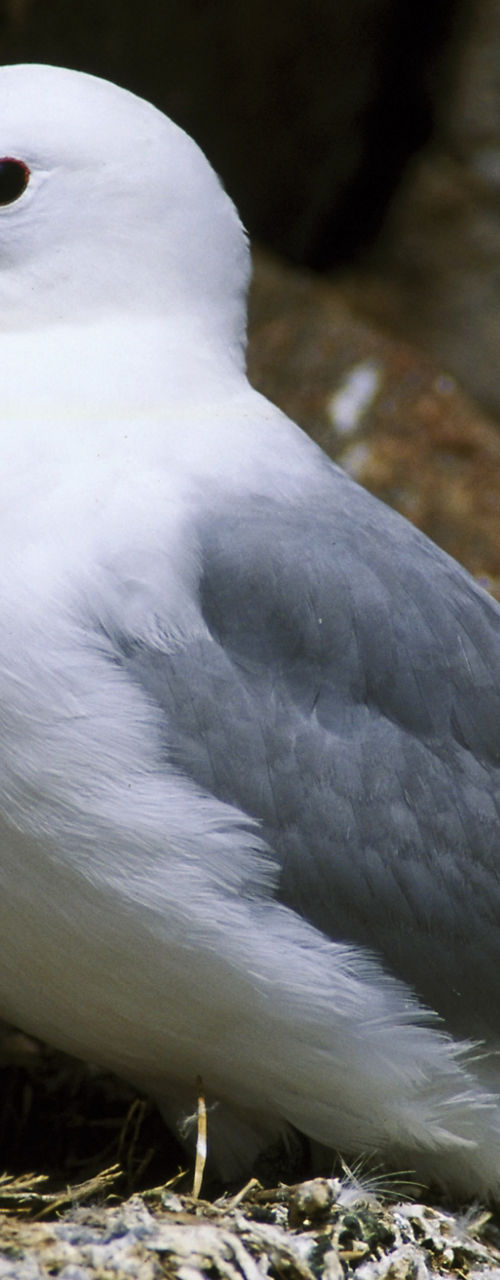 Adult seagull with chicks in rocky nest