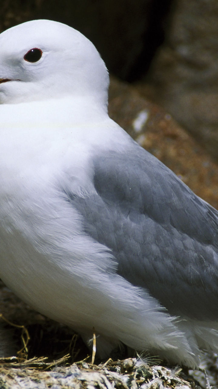 Black-legged Kittiwake: Tromsø’s Endangered Bird