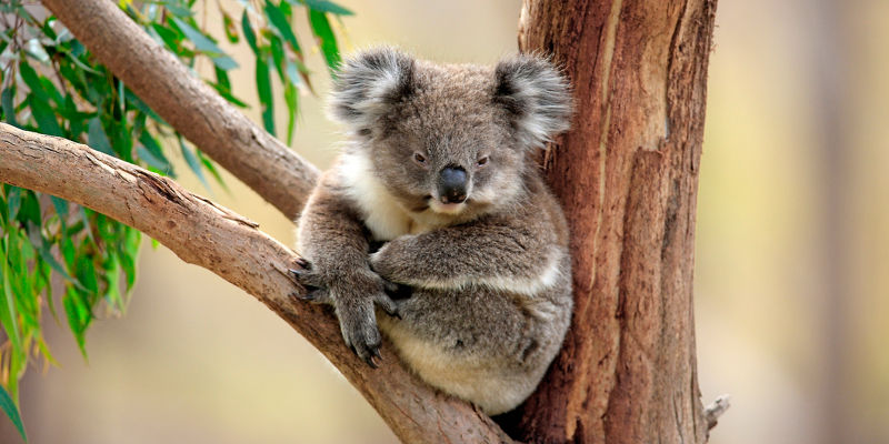 Koala resting on eucalyptus tree branch